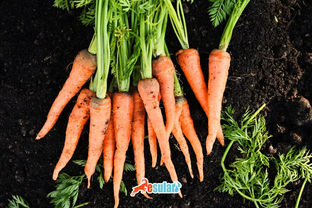 ¿Cómo se realiza el cultivo de zanahoria?
