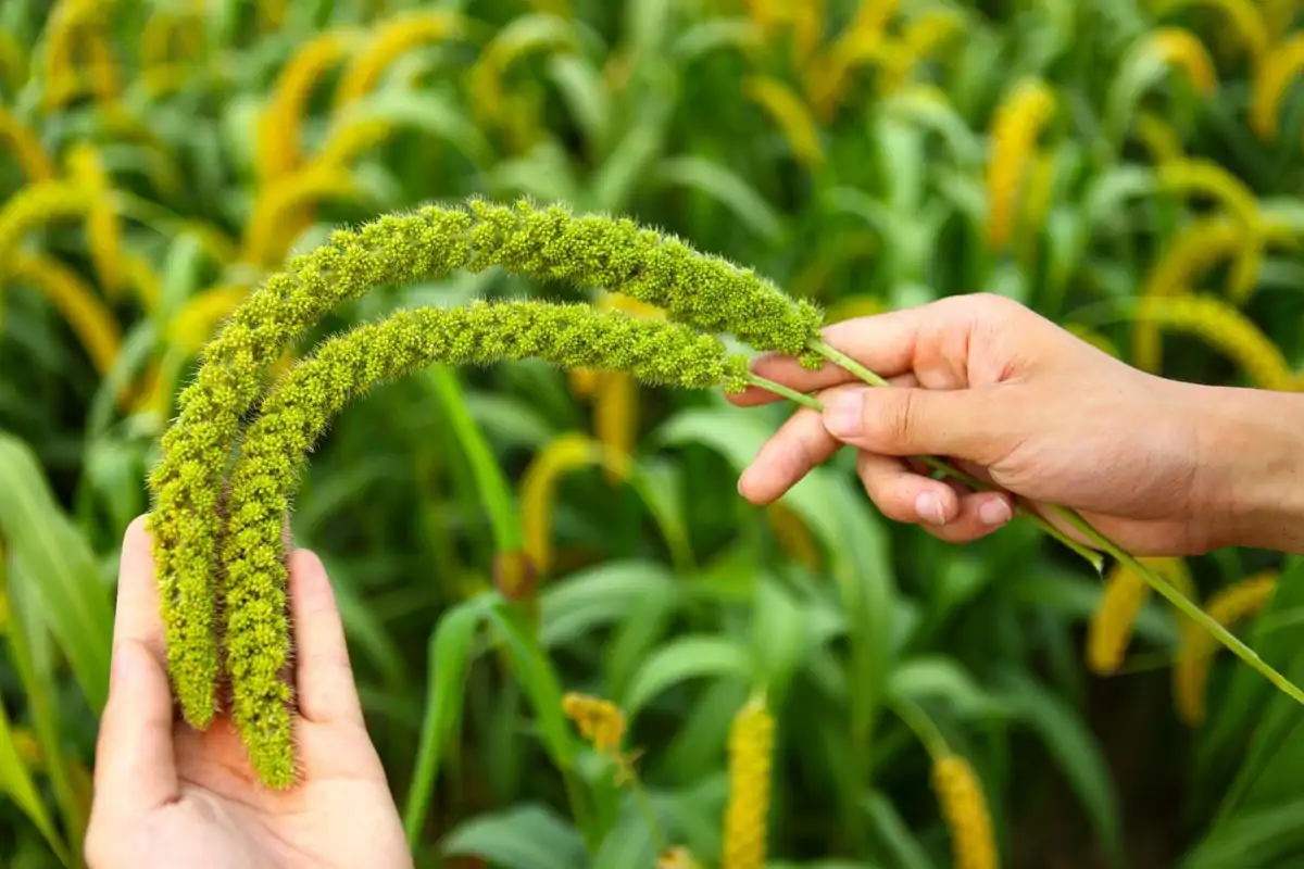 Dal Darı Yetiştiriciliği