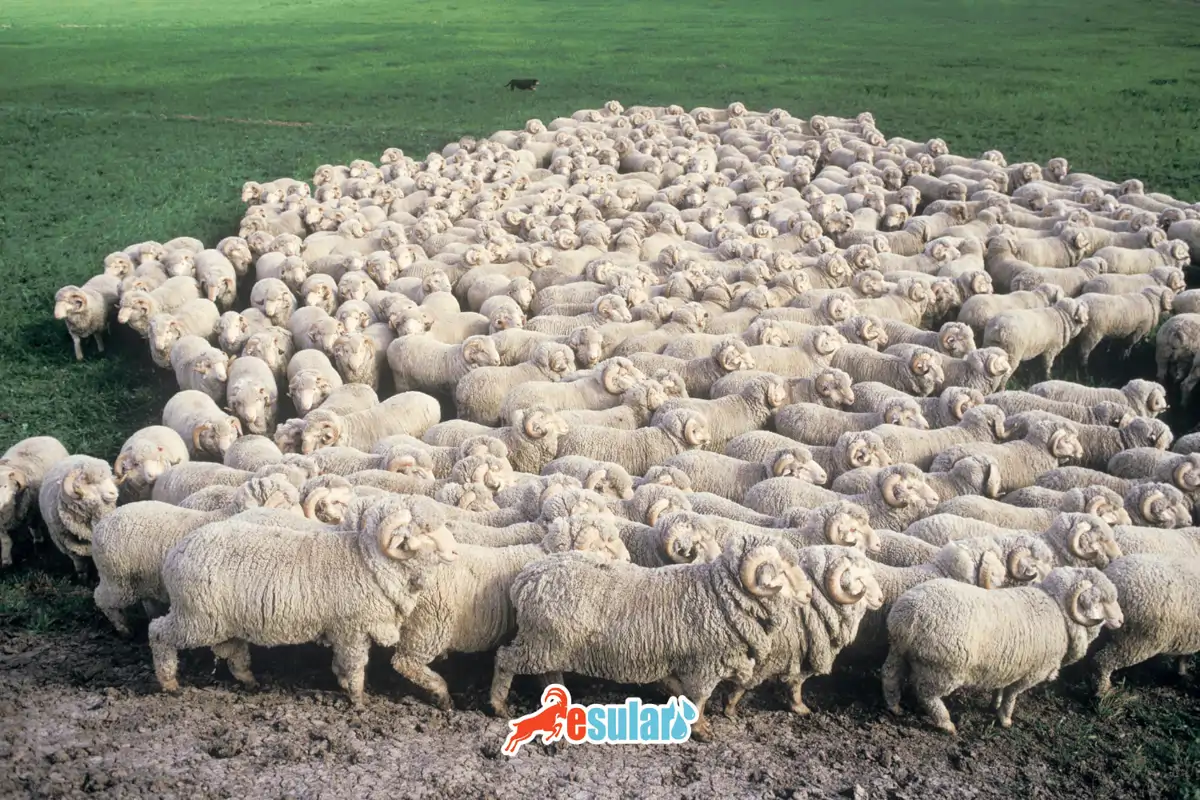 Koyunlarda Damızlık Seçimi Nasıl Yapılır?