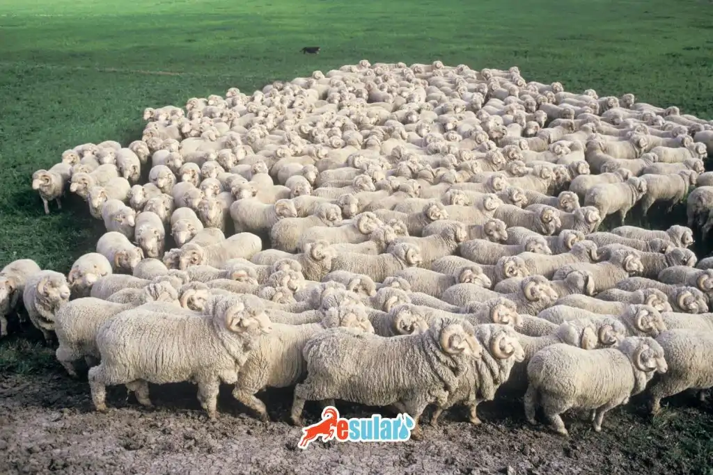 damizlik-kuzu-secimi