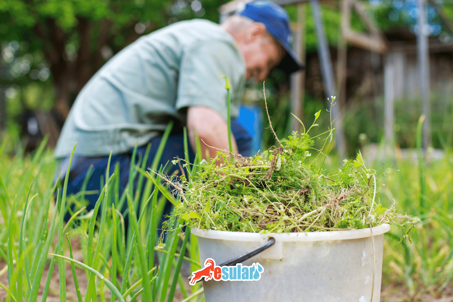 ¿Qué es la planta Grama de perro?