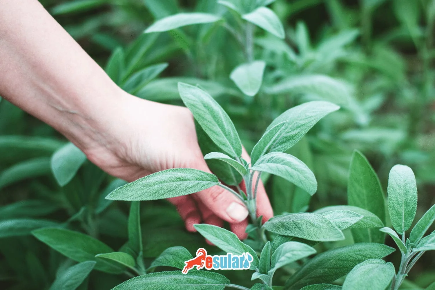 鼠尾草如何种植？