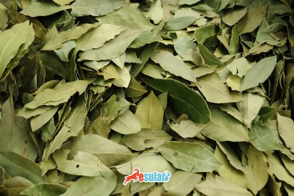 defne-nerede-yetisir