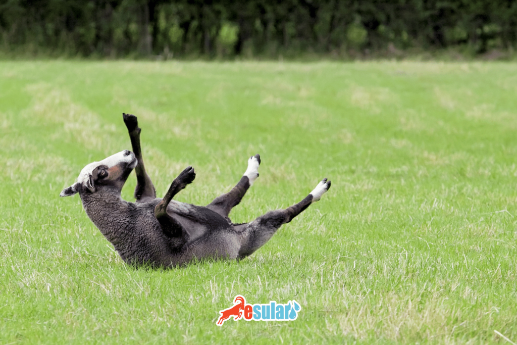 脑多头蚴病症状