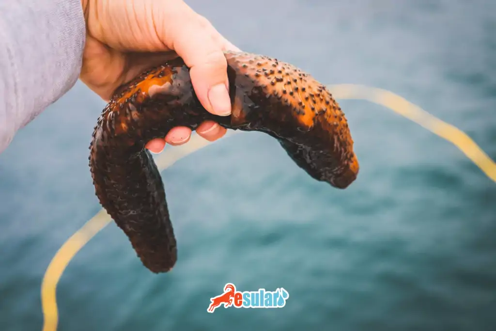 what is a sea cucumber