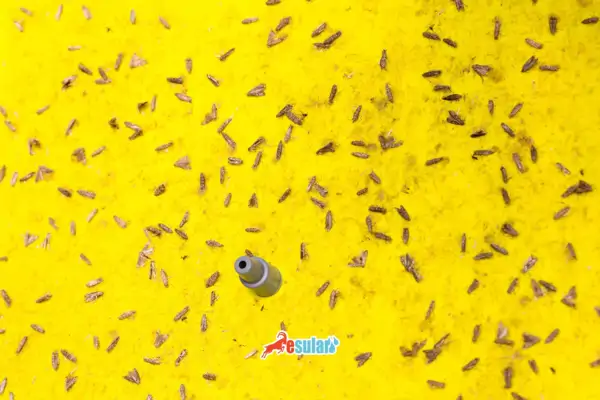 Dijital Feromon Tuzağı: Tarımda Akıllı Zararlı Takibi ve Esular Çözümleri