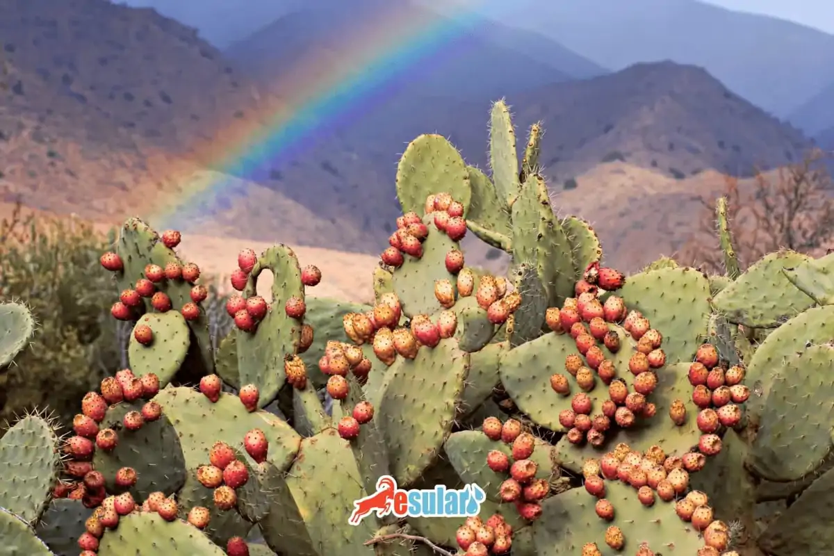 Dikenli İncir Nasıl Yetiştirilir?