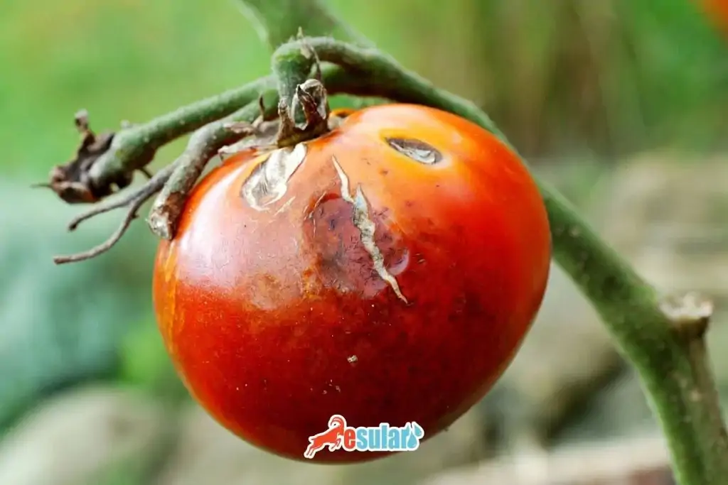domates-guvesi-ile-mucadele