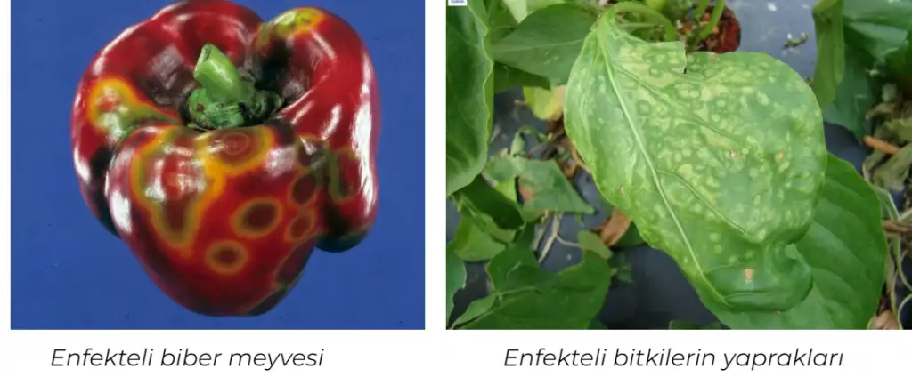 Domates- Lekeli -Solgunluk Virüsü