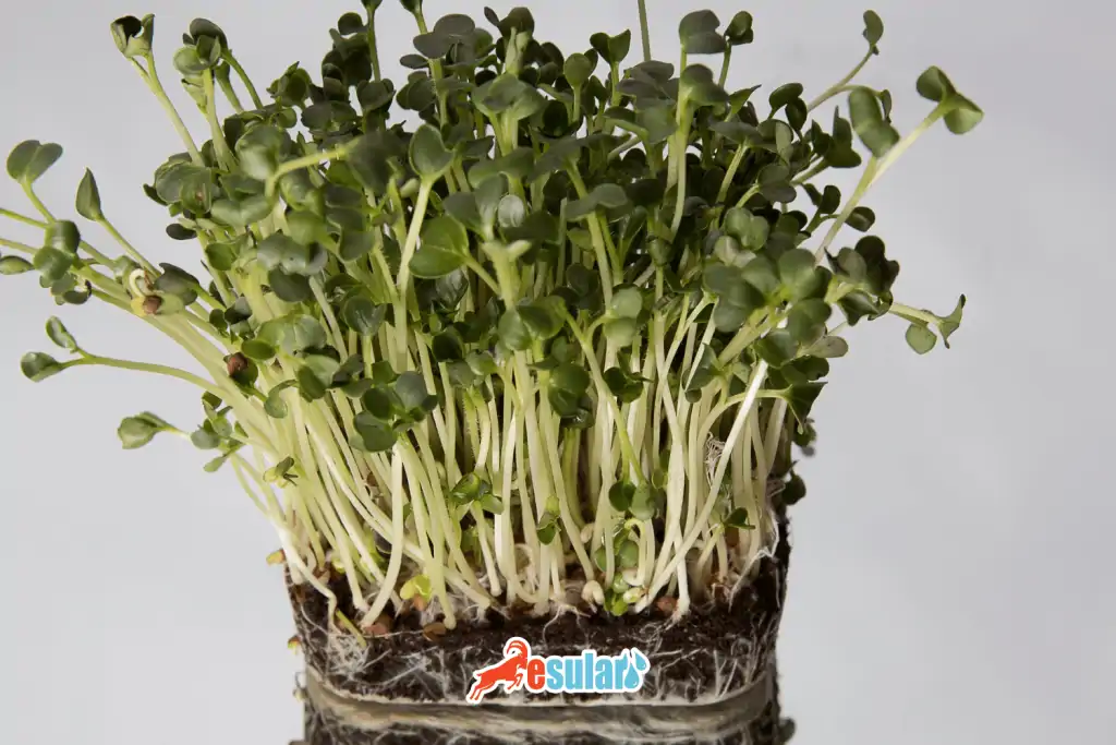 domates-tohumu-kac-gunde-cimlenir