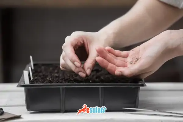 domates-tohumu-ne-zaman-ekilir