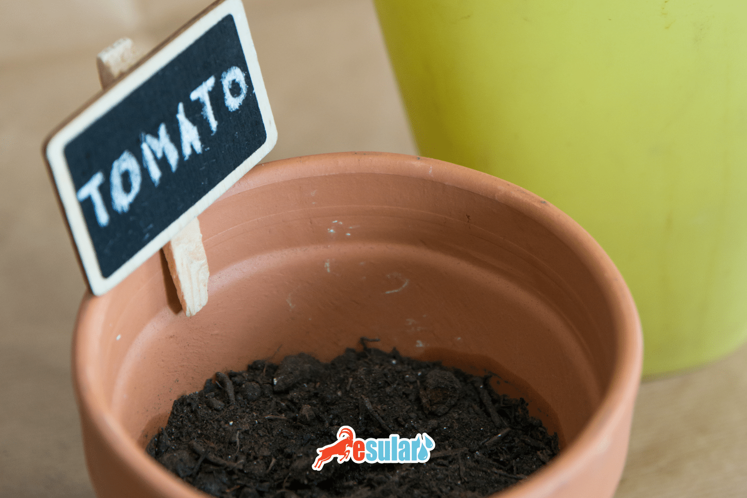 Pomidor Toxumdan Necə Əkilir? Pomidor Necə Cücərdilir?