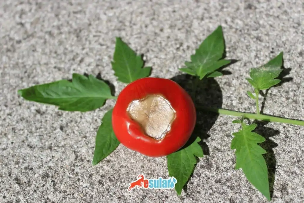 domateste kalsiyum eksikliği