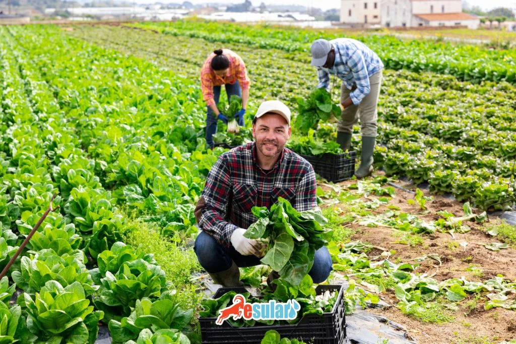 ¿Cómo se cultiva la acelga?