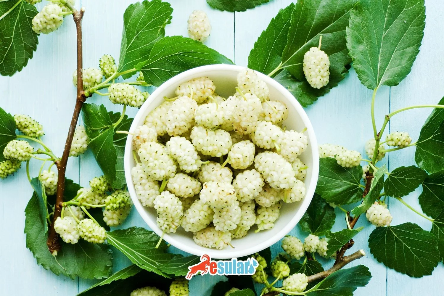 ¿Cómo se realiza el cultivo de moras?