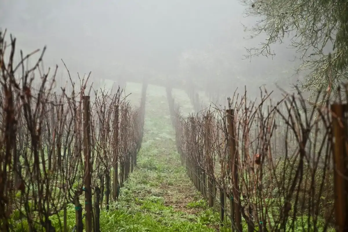 Bitkilerde Dormansi Nedir?
