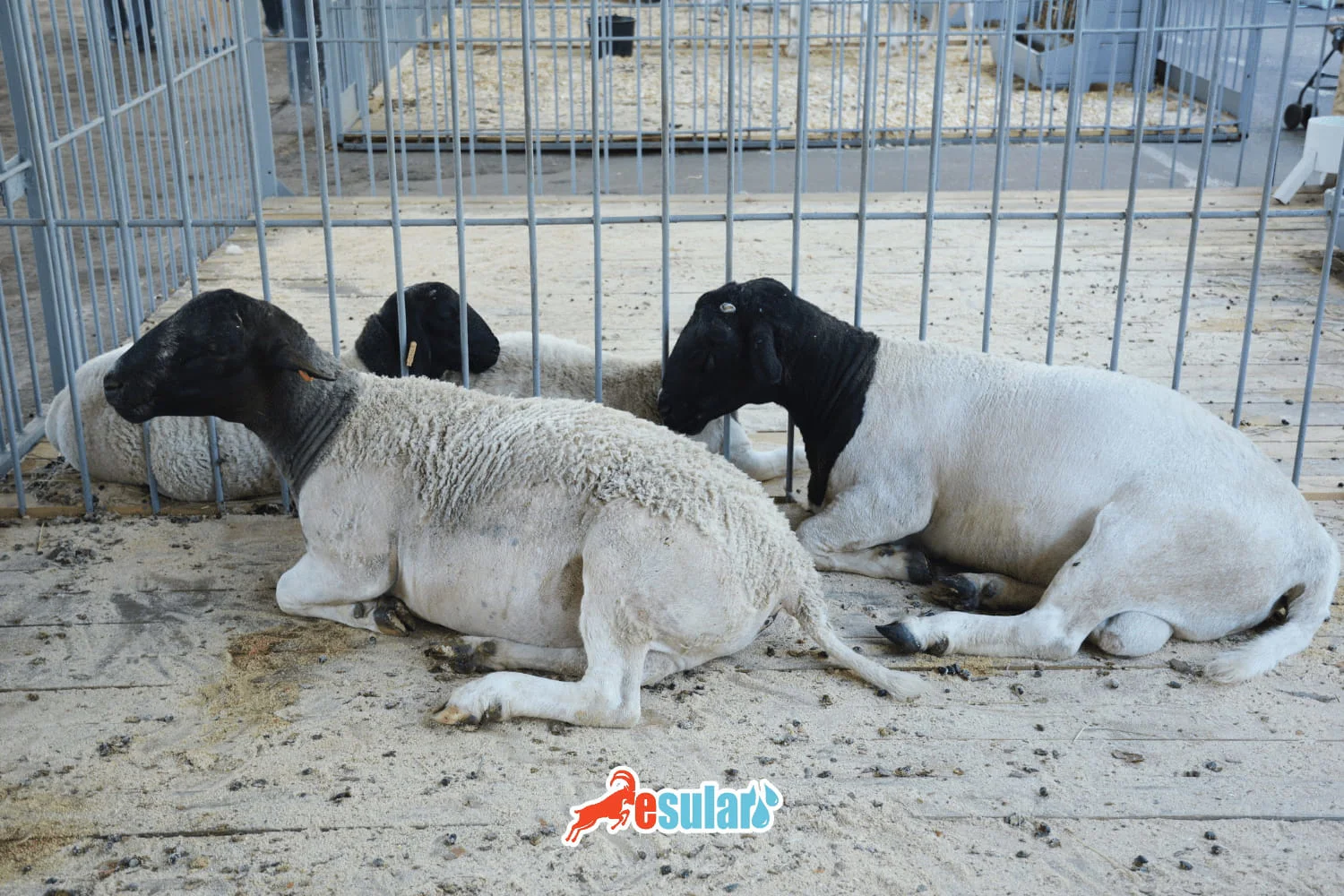 Dorper Sheep Breed
