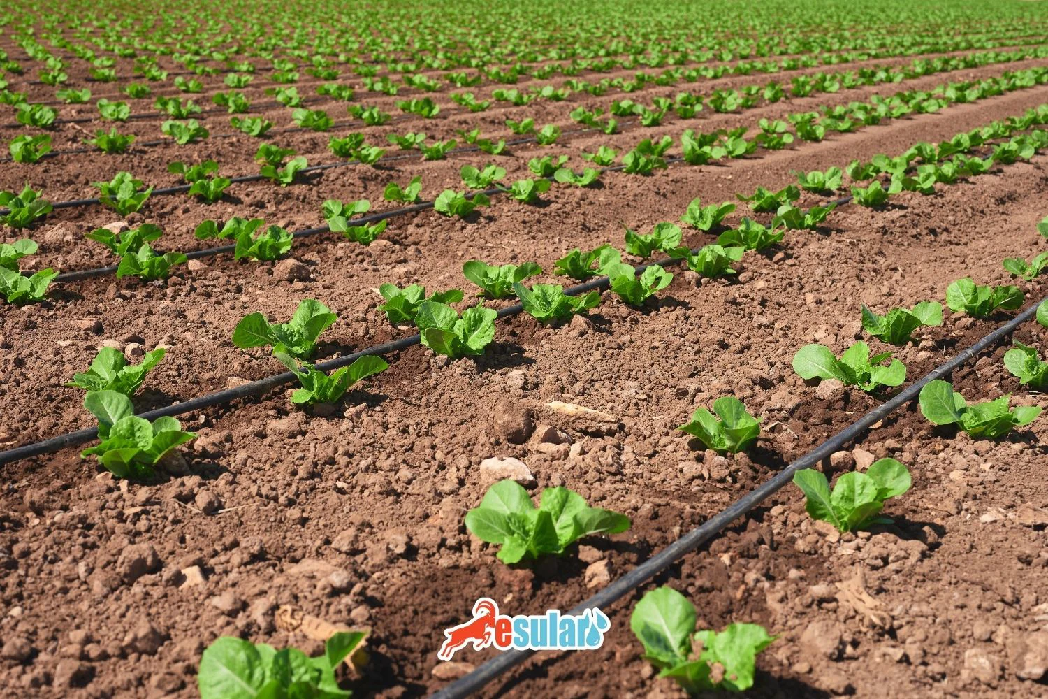 Why Filter is Important in Drip Irrigation System