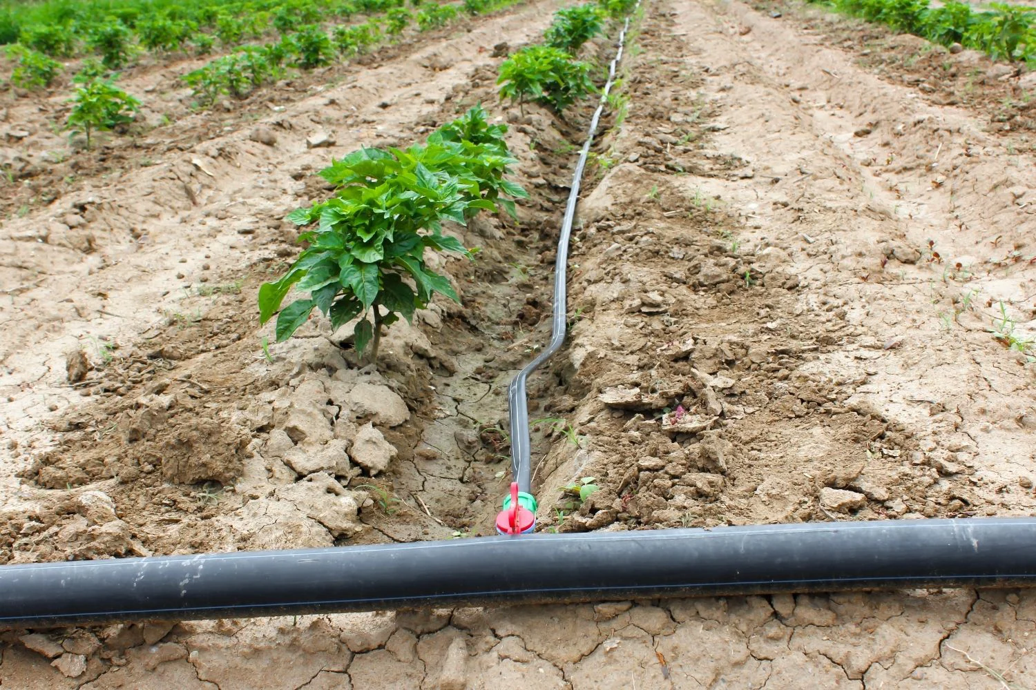 Drip irrigation