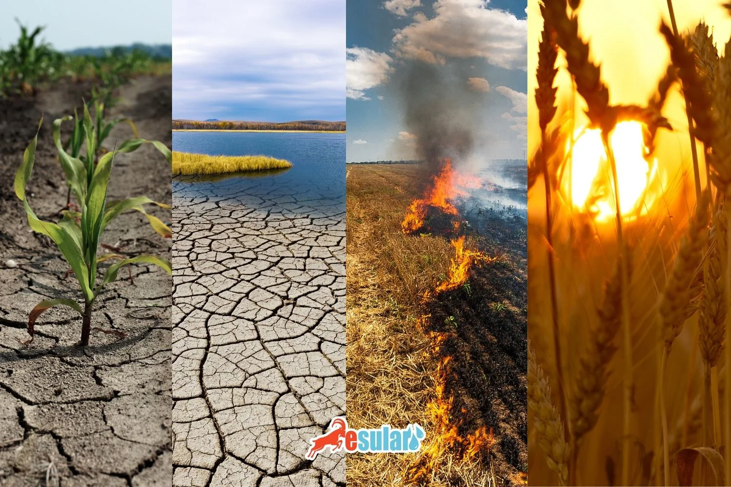Was sind dürreresistente landwirtschaftliche Produkte?