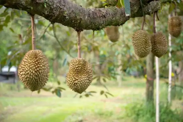 durian-fruit-2.jpg