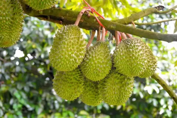 durian-fruit