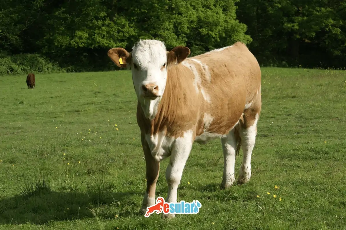 Düve Nedir? Düve Neye Denir?