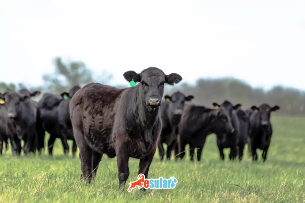 duve-ozellikleri-nelerdir