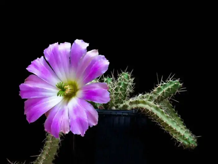 Echinocereus-pentalophus-subsp.-procumbens-Lady-Finger-Cactus