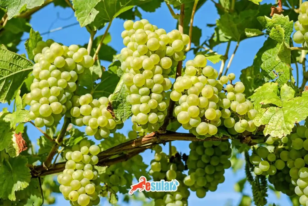 grapes-in-aegean