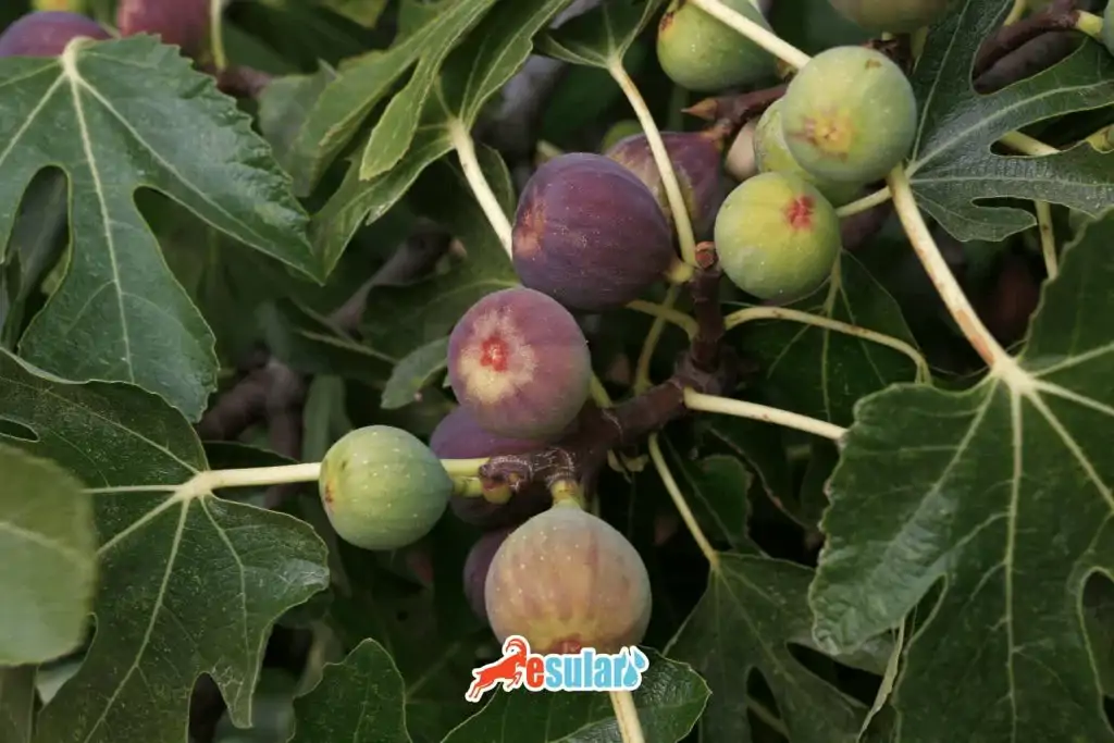 products-grown-in-aegean