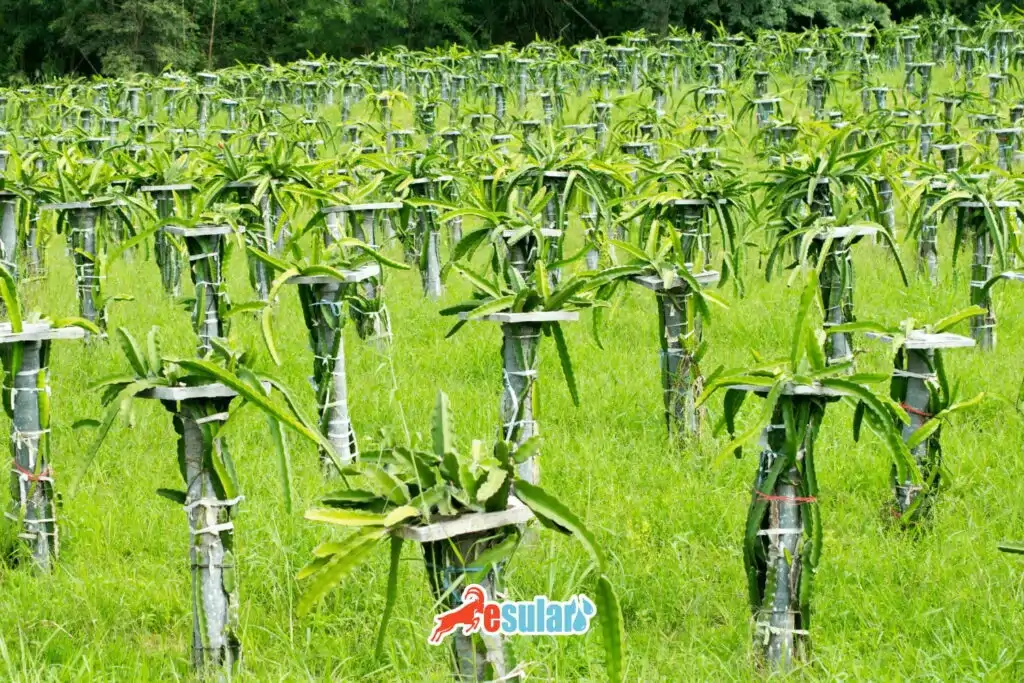 ejder meyvesi ağacı