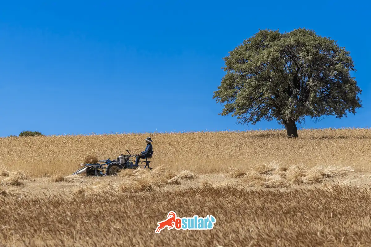 Ekstansif Tarım Nedir?