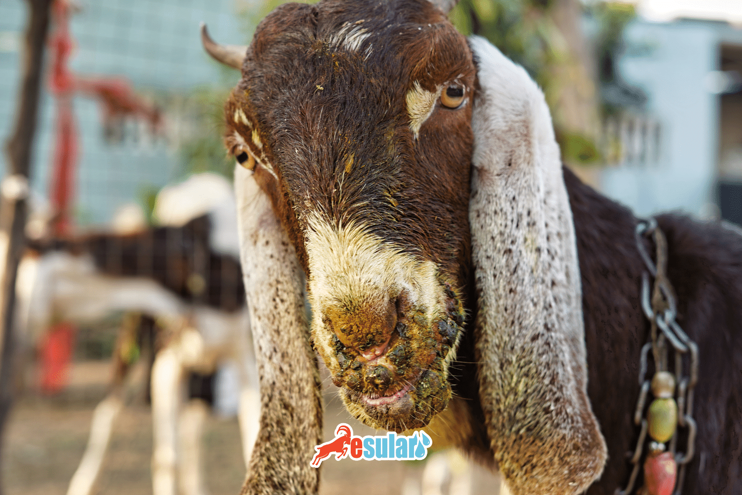 What is Ecthyma Disease?