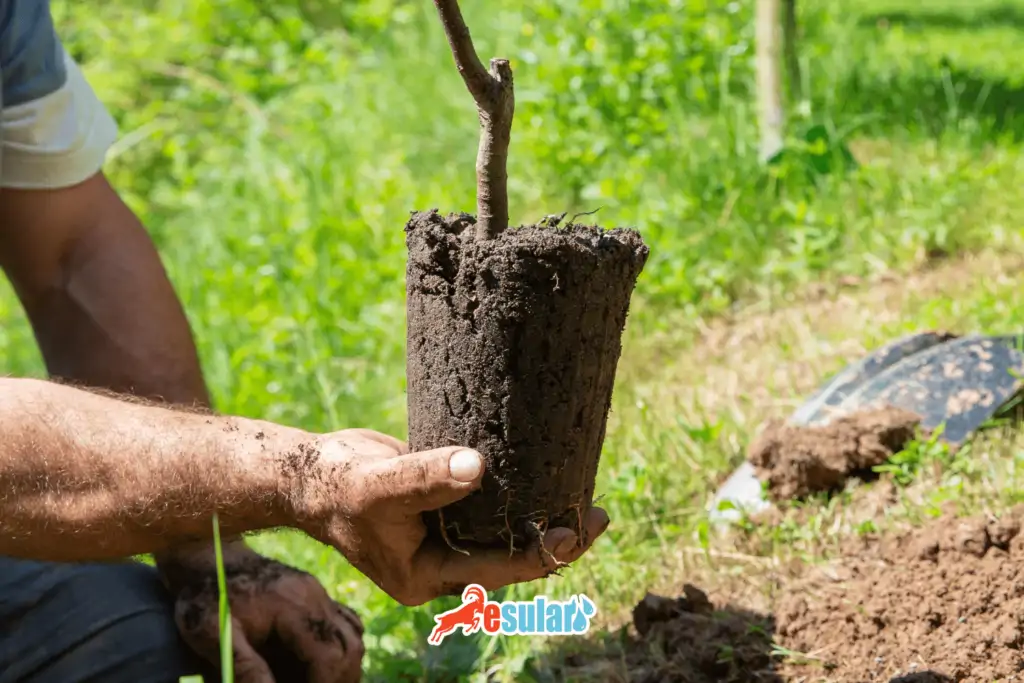 elma-fidani-nasil-dikilir