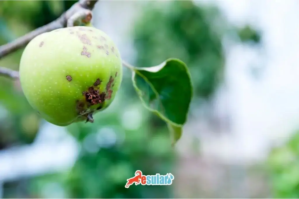 elma-karaleke-hastaligi-nedir