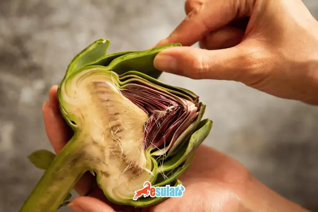 enginar-ne-zaman-ekilir