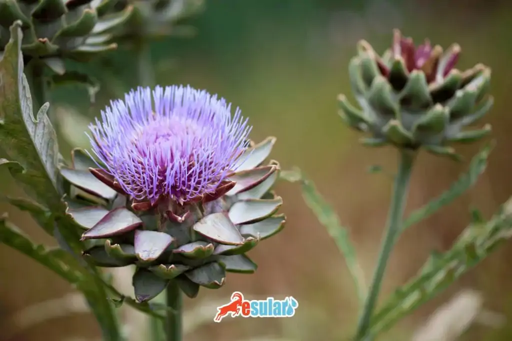 where-does-artichoke-grow