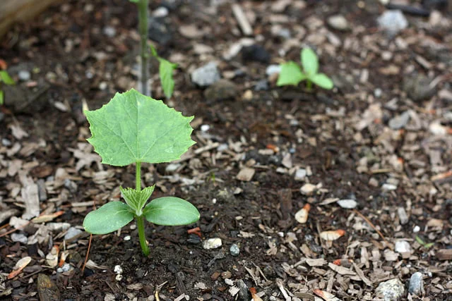 Los cultivos de campo más cultivados en la agricultura de regadío en Turquía