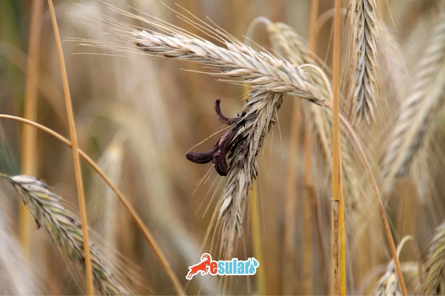 What is Ergot?