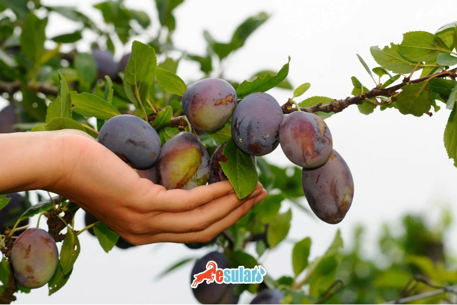 Gavalı Yetişdirilməsi Necə Həyata Keçirilir?