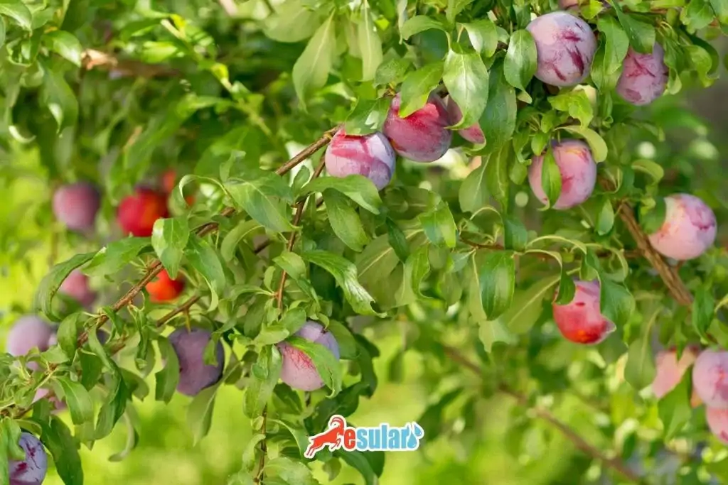 erik-yetisitiriciliğinde-sulama