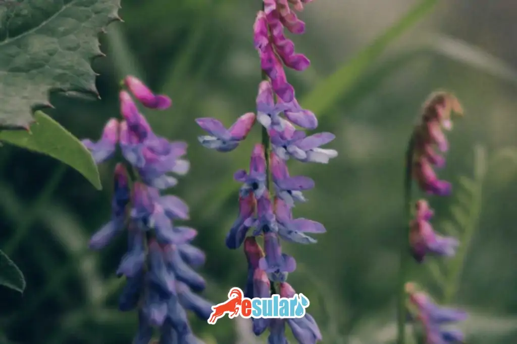 esular-adim-adim-fig-yetistiriciligi-nasl-yaplr-