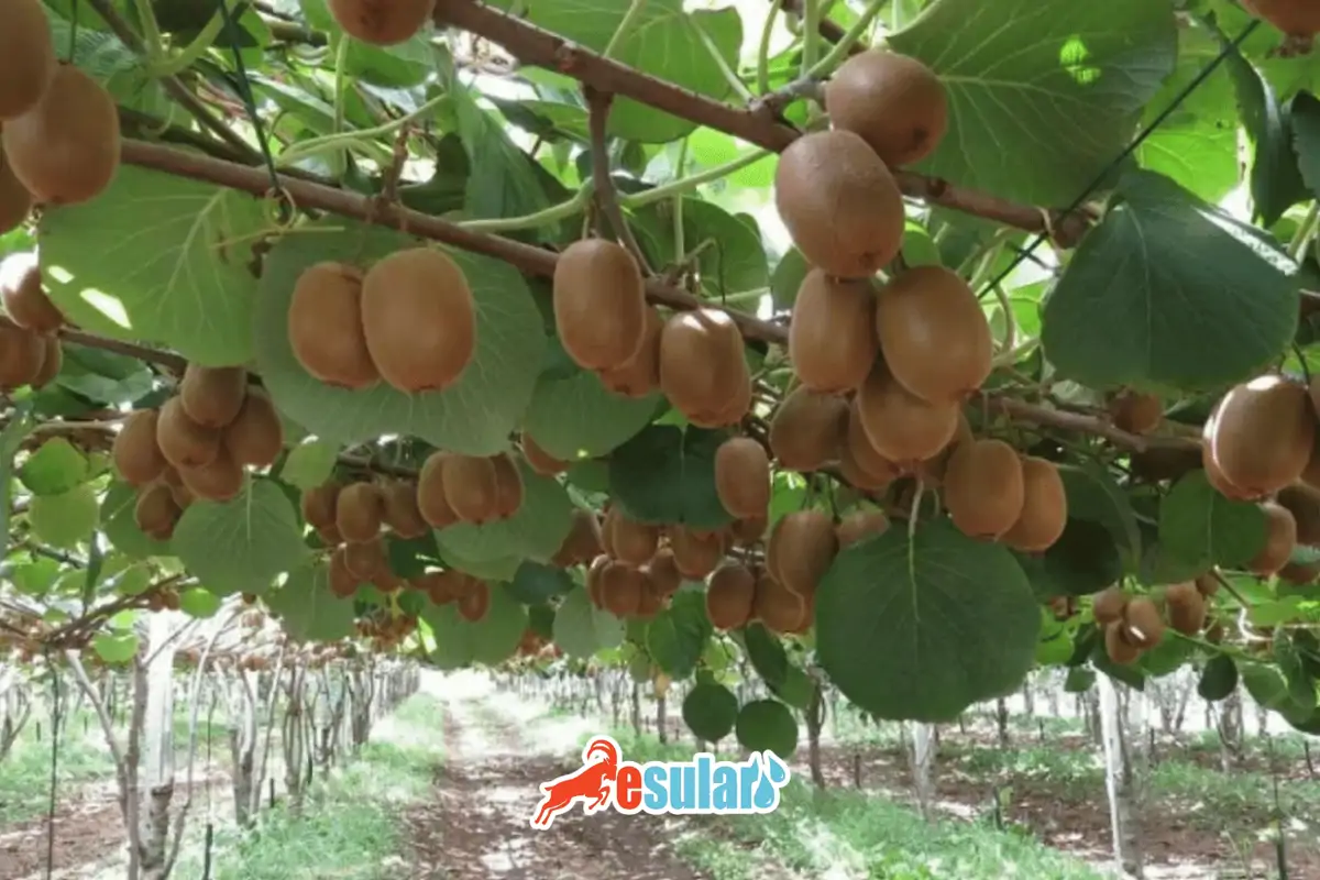 esular-adim-adim-kivi-yetistiriciligi-nasil-yaplr