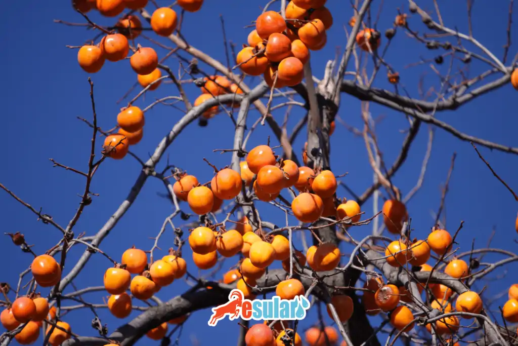 esular-adim-adim-trabzon-hurma-yetistiriciligi-nasl-yaplr