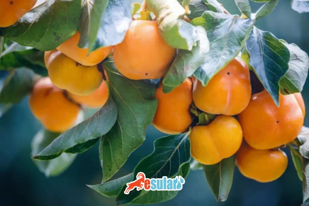 esular-adim-adim-trabzon-hurma-yetistiriciligi-nasl-yaplr