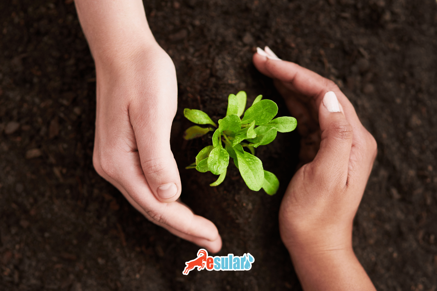 ¿Qué es la Agricultura Orgánica? ¿Cómo se hace la Agricultura Orgánica?