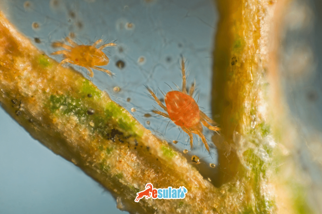 esular-akdiken-akari-