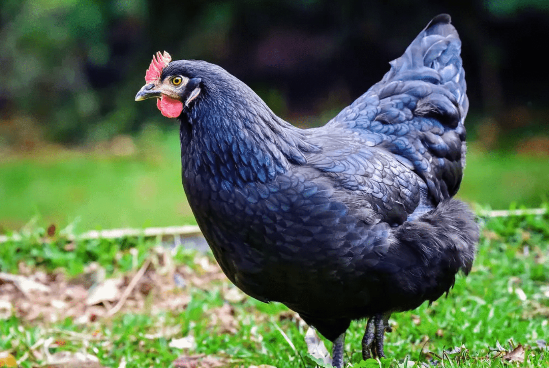 What is Ataks Chicken?