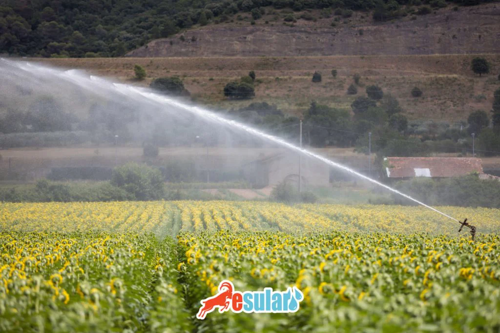 esular-aycicegi-sulama-yontemleri-web-2